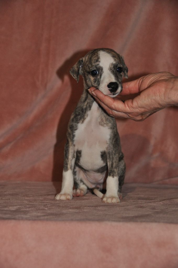 du domaine des Chojnacki - Chiot disponible  - Whippet