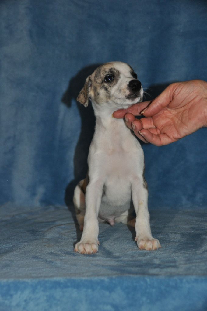 du domaine des Chojnacki - Chiot disponible  - Whippet