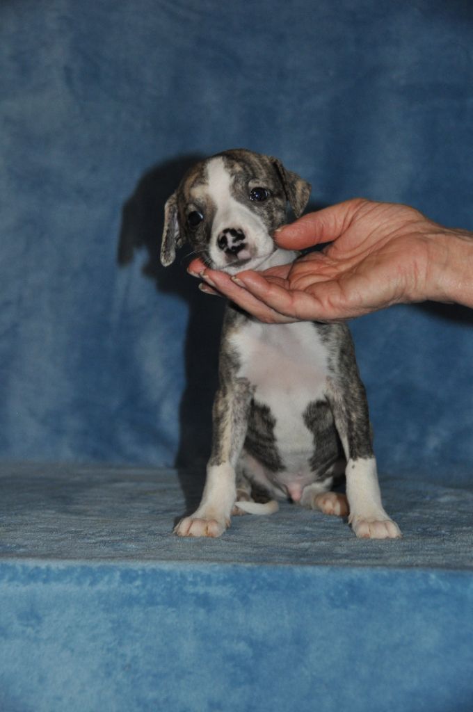 du domaine des Chojnacki - Chiot disponible  - Whippet