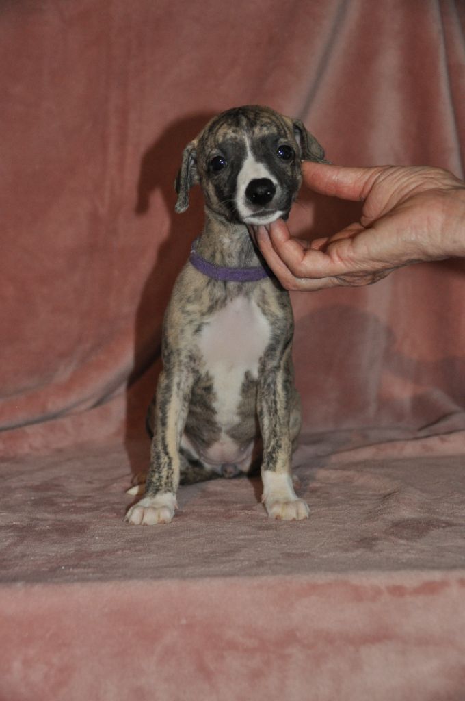 du domaine des Chojnacki - Chiot disponible  - Whippet