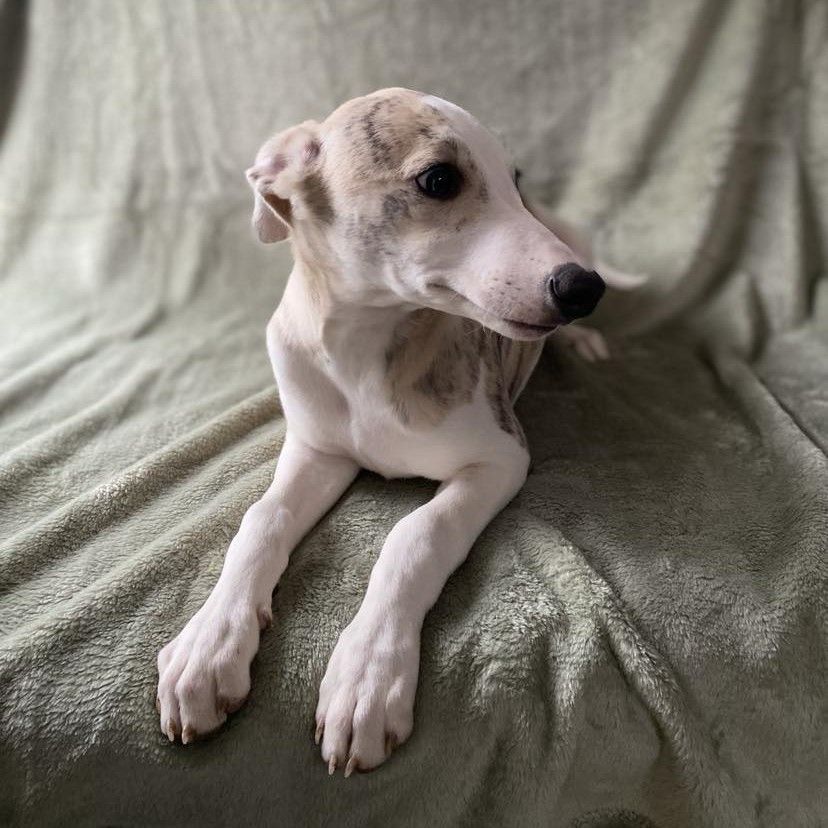 du domaine des Chojnacki - Chiot disponible  - Whippet