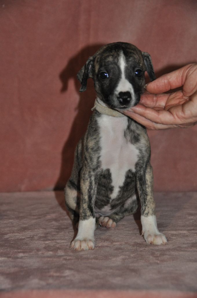 du domaine des Chojnacki - Chiot disponible  - Whippet