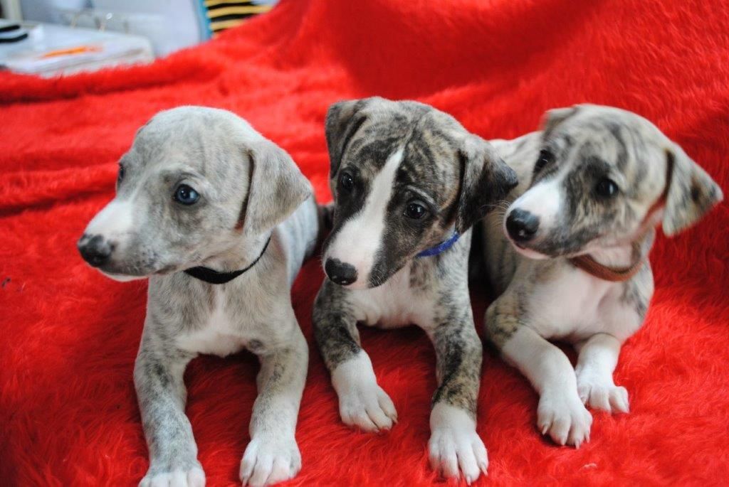 chiot Whippet du domaine des Chojnacki