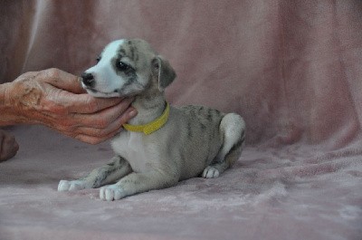 Femelle 2 - collier jaune