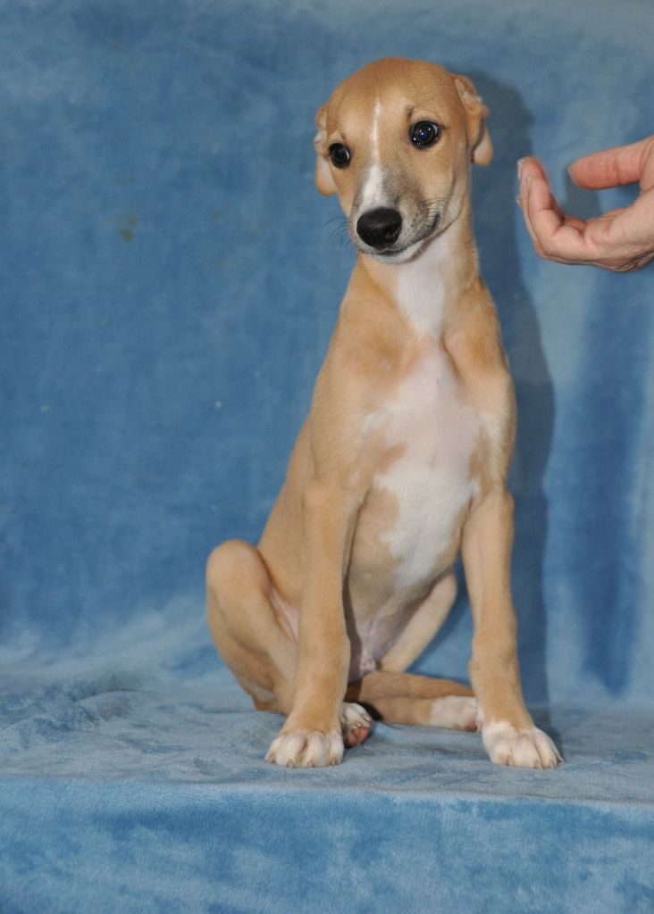 du domaine des Chojnacki - Chiot disponible  - Whippet