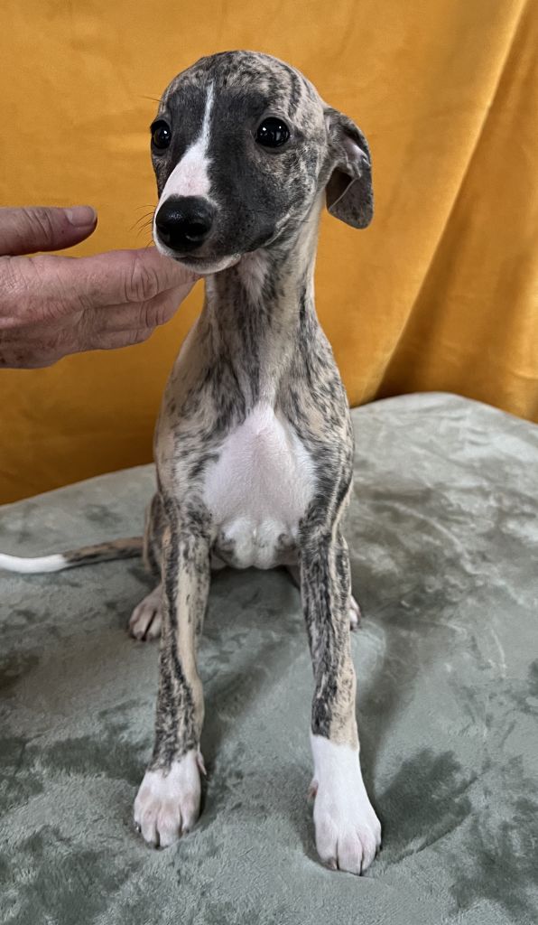 du domaine des Chojnacki - Chiot disponible  - Whippet