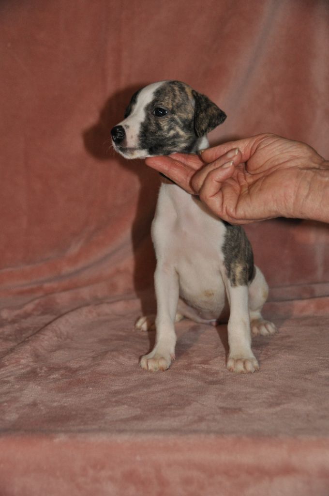 du domaine des Chojnacki - Chiot disponible  - Whippet