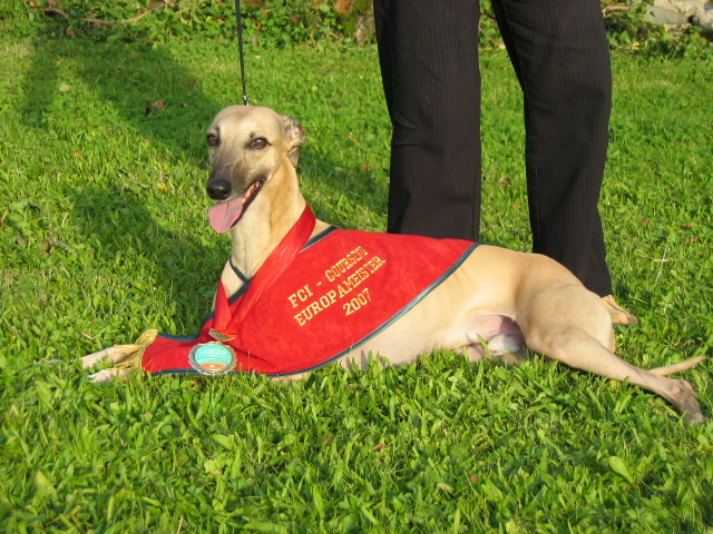 CH. Velasquez du domaine des Chojnacki