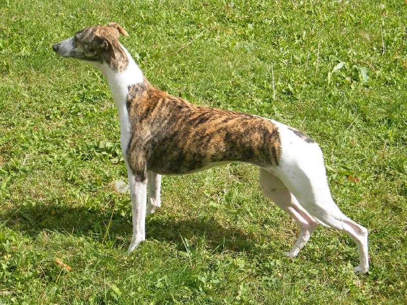 CH. Extravaganza du domaine des Chojnacki