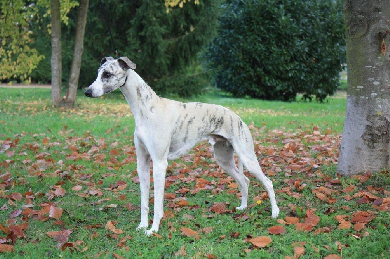 Fugato du domaine des Chojnacki