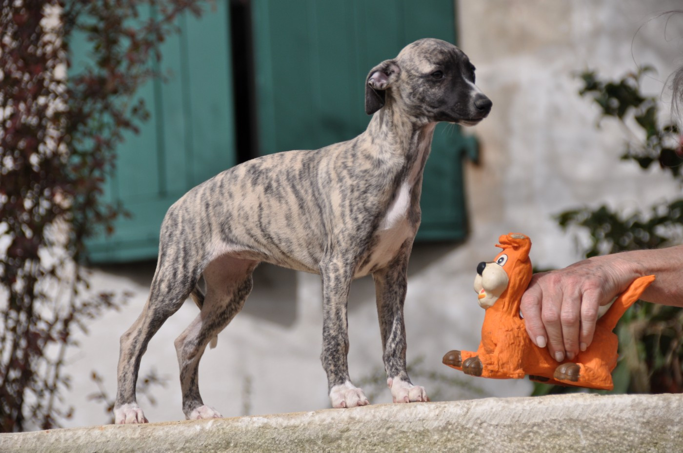 VAL'S DU PRINTEMPS  du domaine des Chojnacki