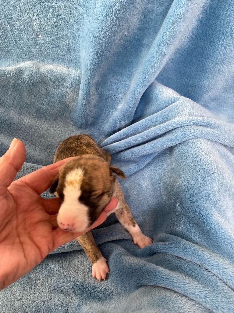 du domaine des Chojnacki - Chiots disponibles - Whippet