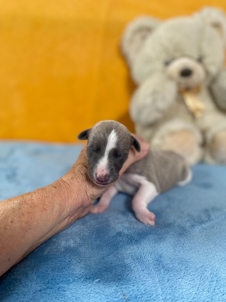 du domaine des Chojnacki - Chiots disponibles - Whippet
