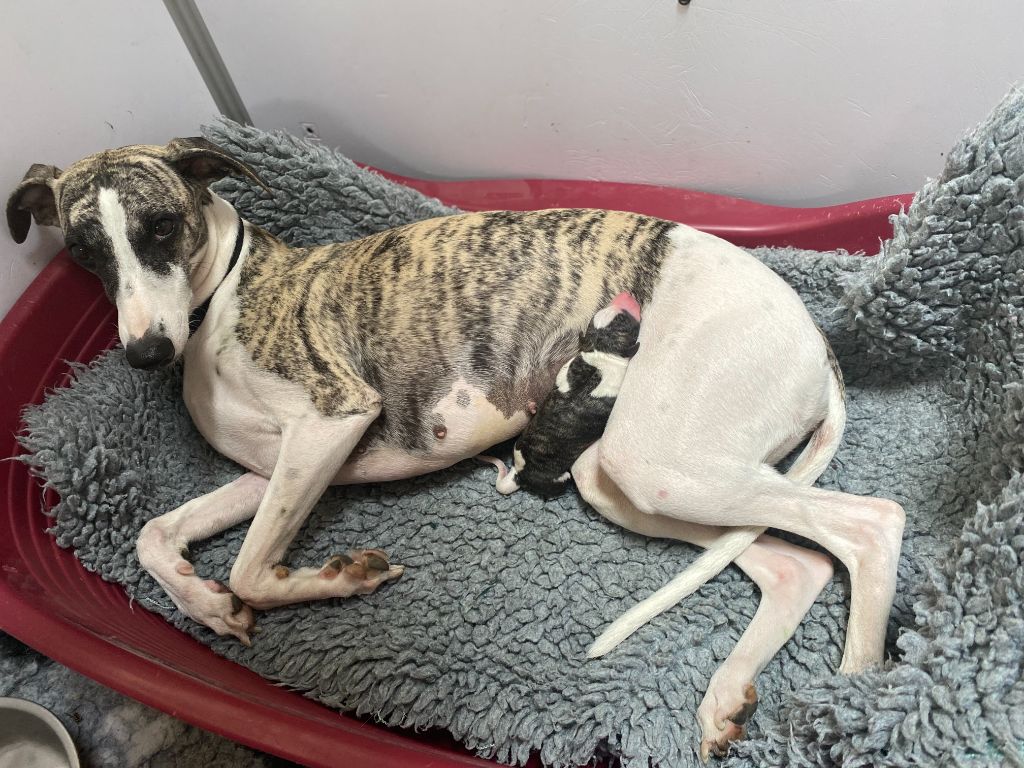 Chiot Whippet du domaine des Chojnacki