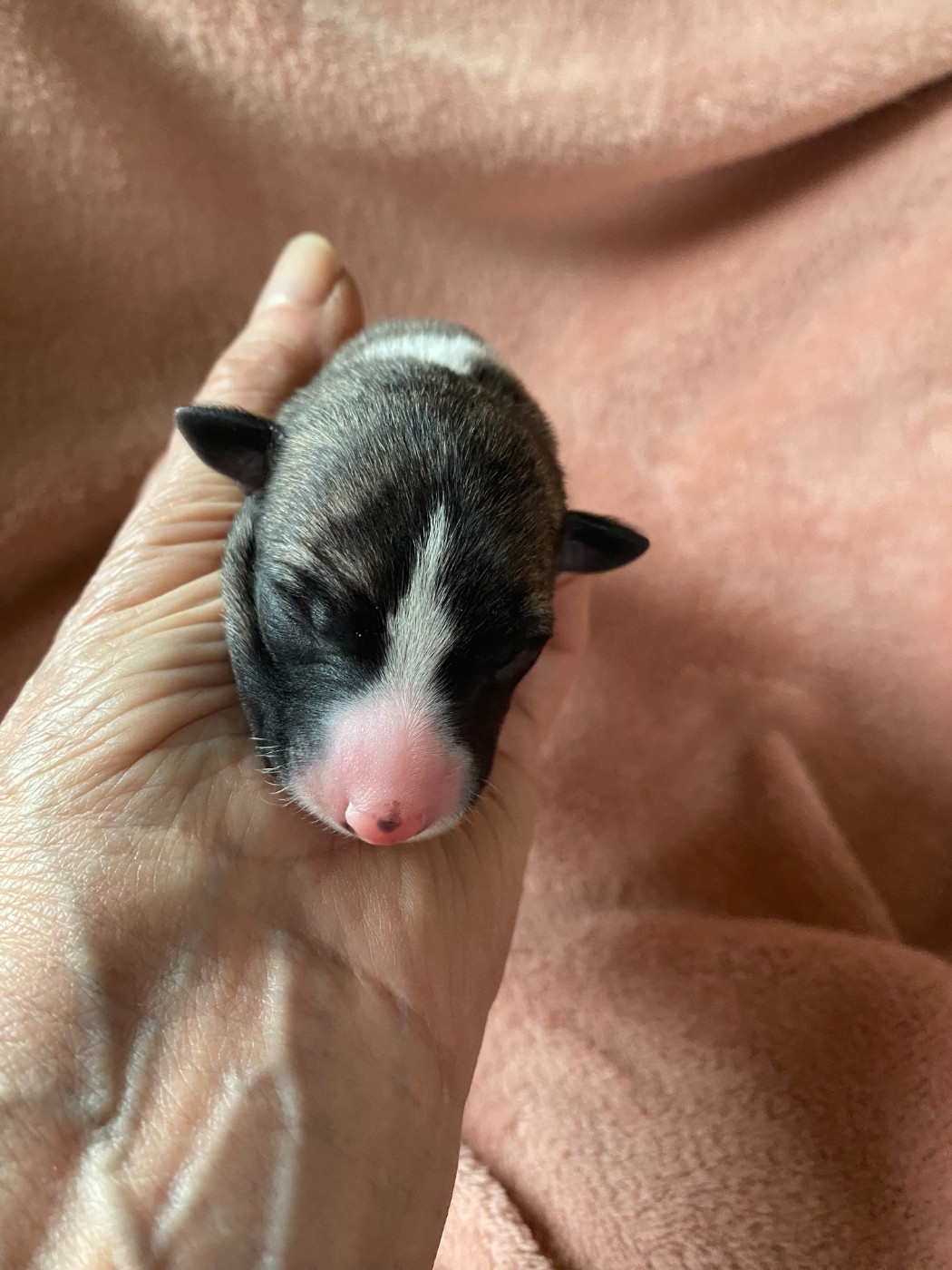 du domaine des Chojnacki - Chiots disponibles - Whippet