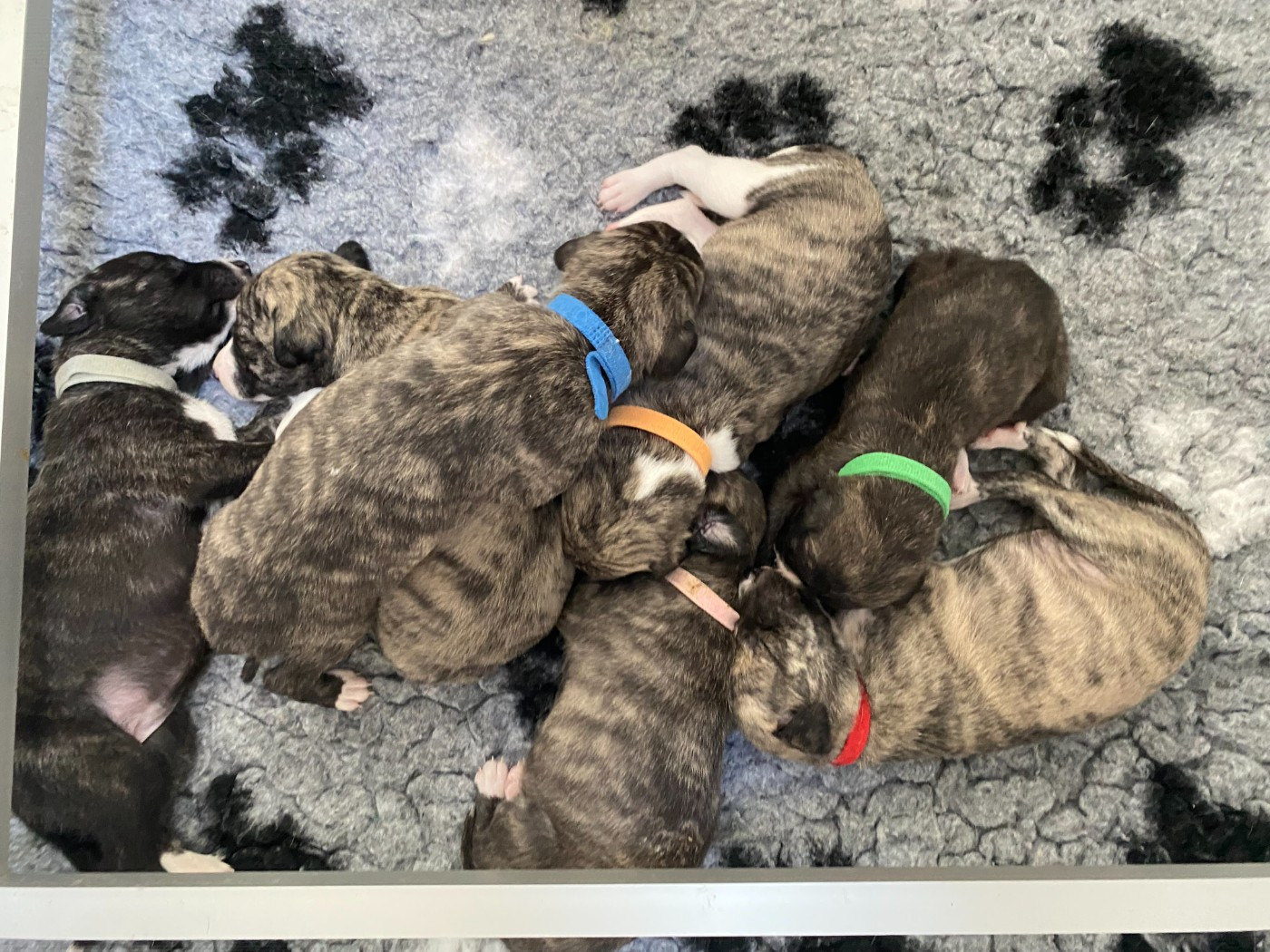 Chiot Whippet du domaine des Chojnacki