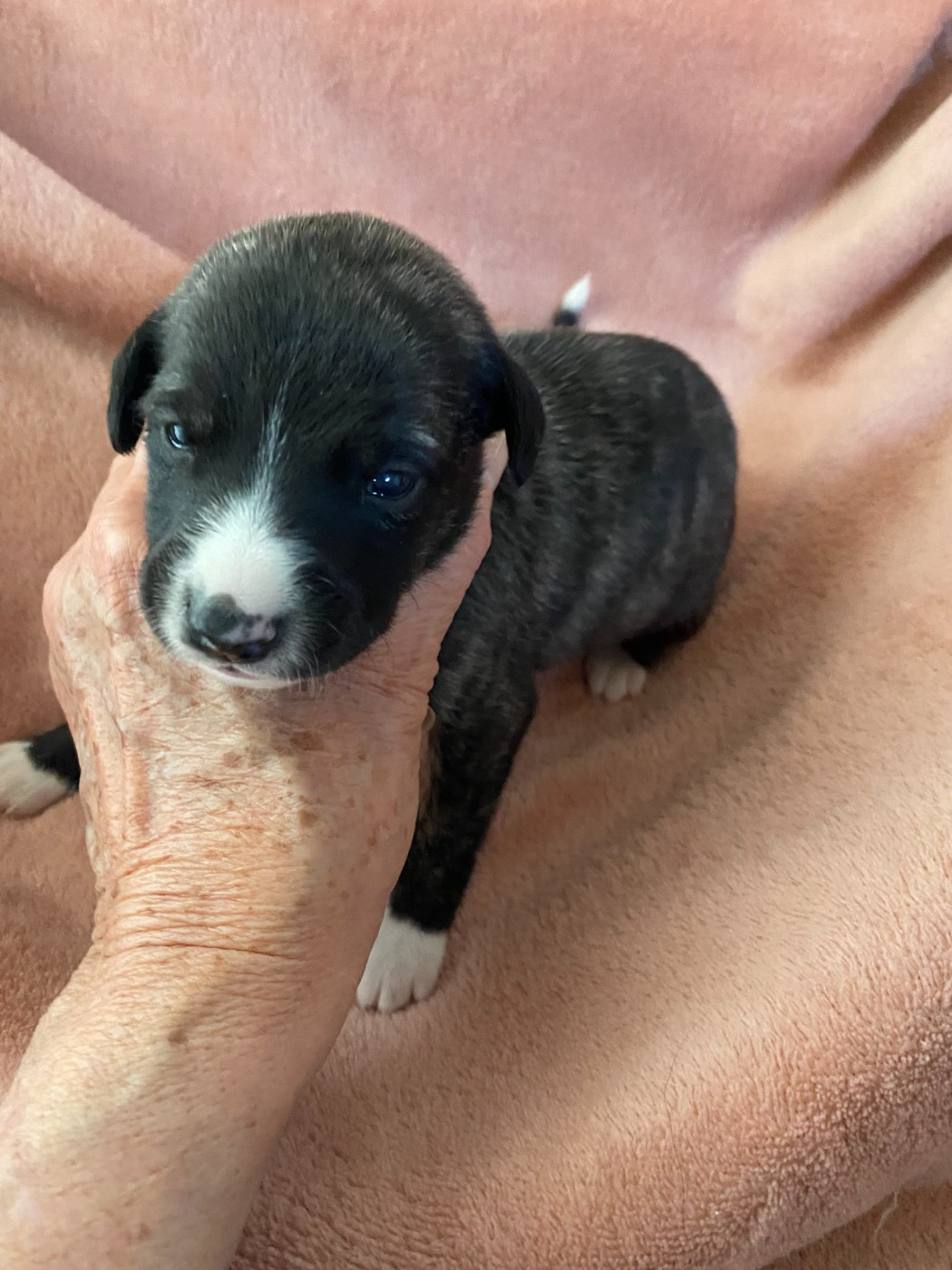 du domaine des Chojnacki - Chiots disponibles - Whippet