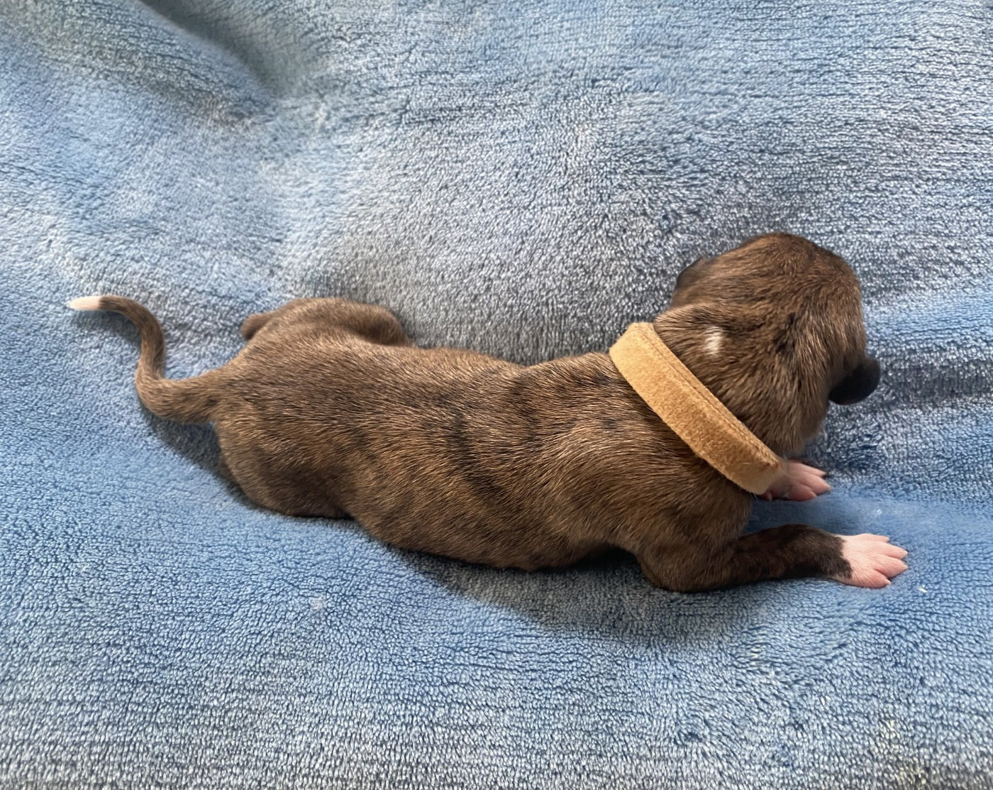 du domaine des Chojnacki - Chiots disponibles - Whippet
