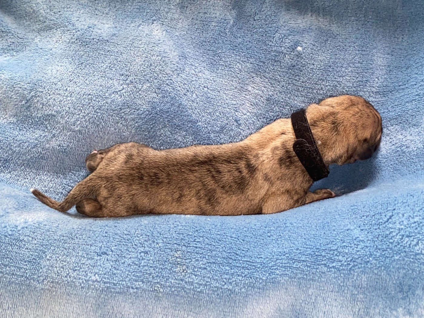 du domaine des Chojnacki - Chiots disponibles - Whippet