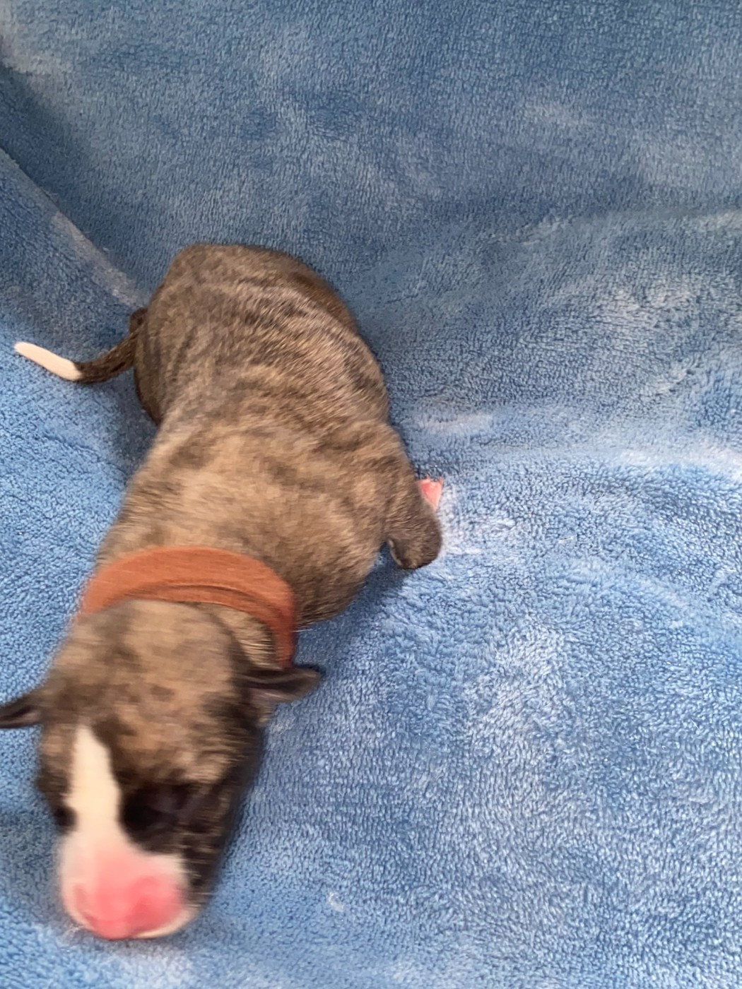du domaine des Chojnacki - Chiots disponibles - Whippet