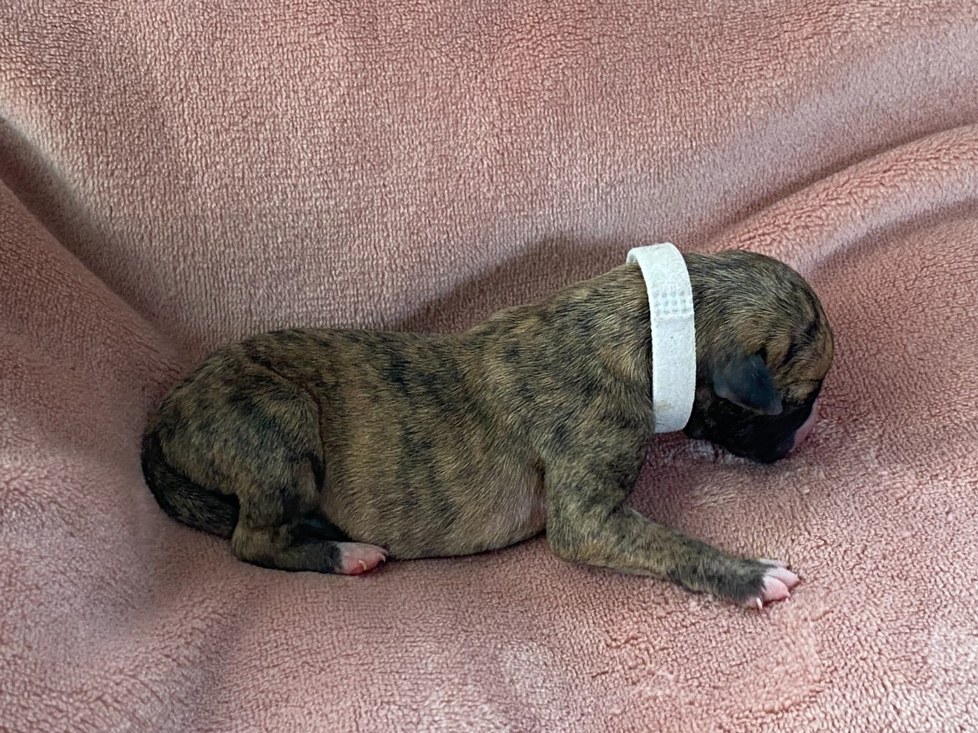 du domaine des Chojnacki - Chiots disponibles - Whippet