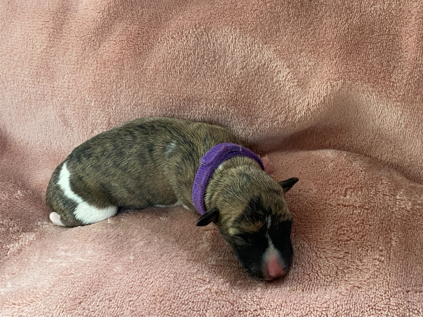 du domaine des Chojnacki - Chiots disponibles - Whippet