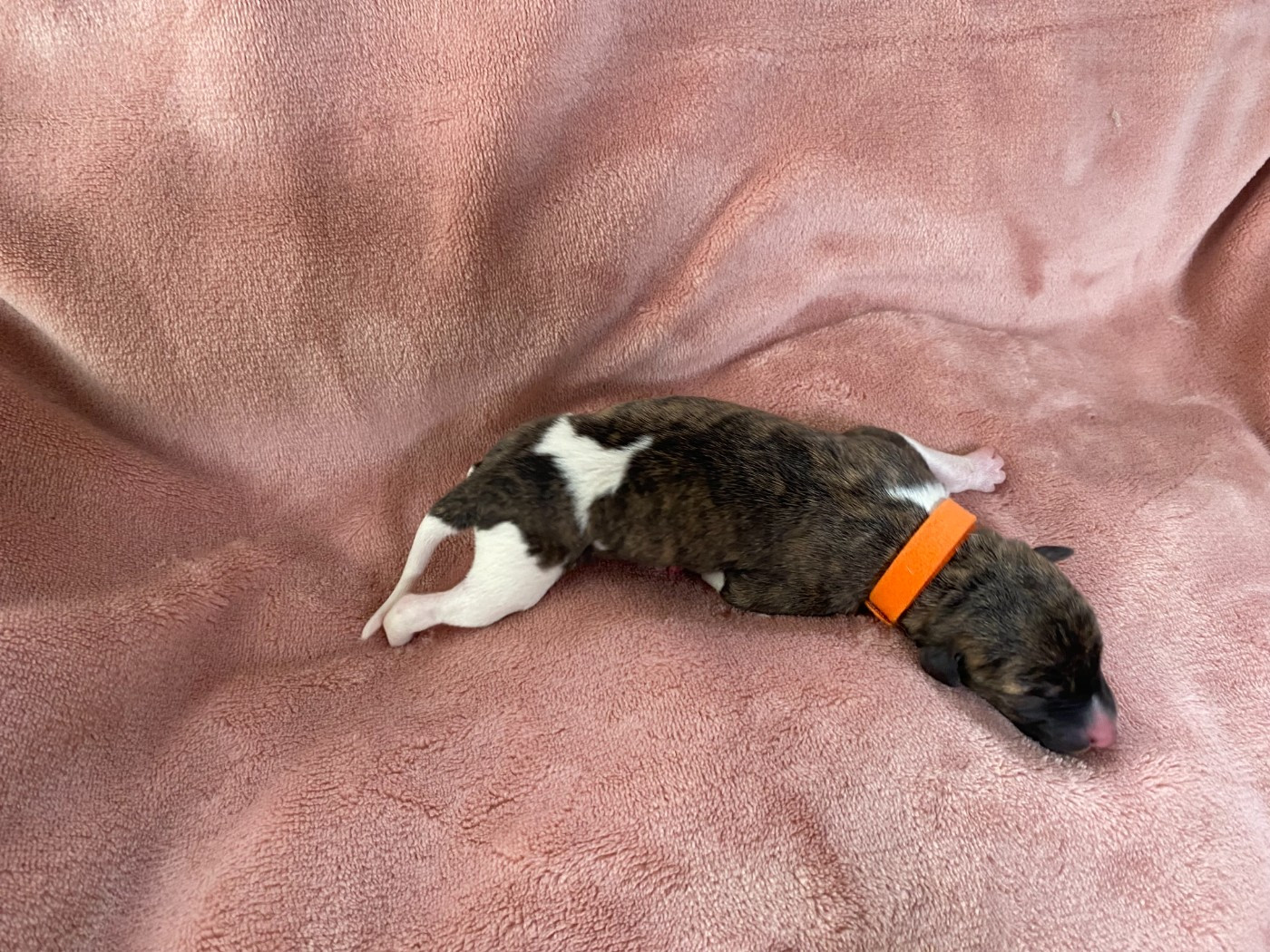 du domaine des Chojnacki - Chiots disponibles - Whippet