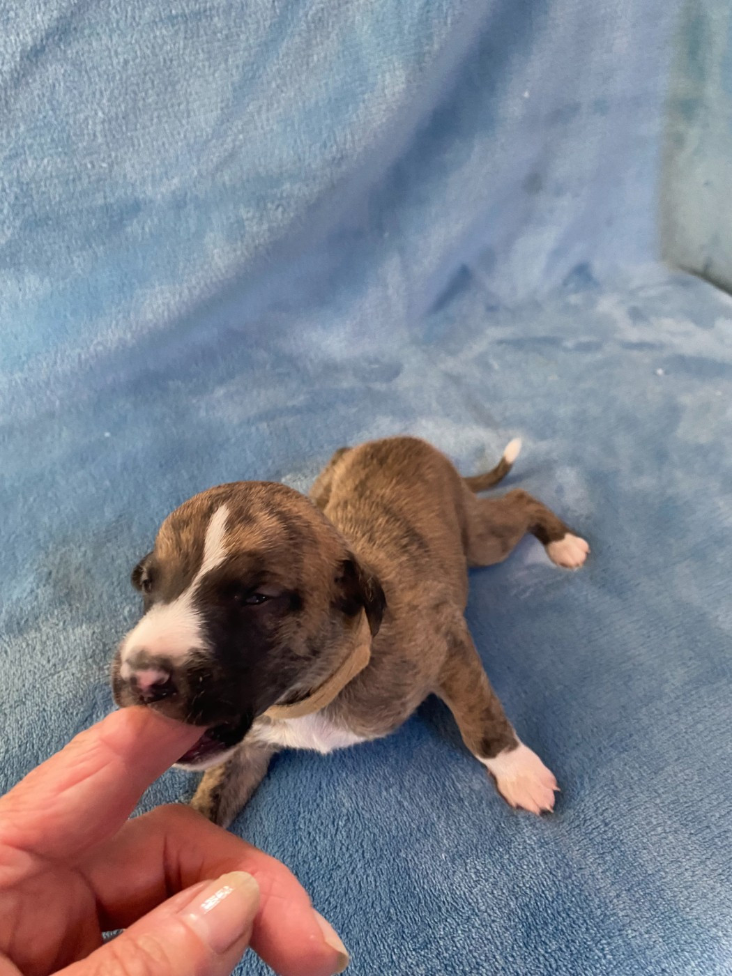 du domaine des Chojnacki - Chiots disponibles - Whippet