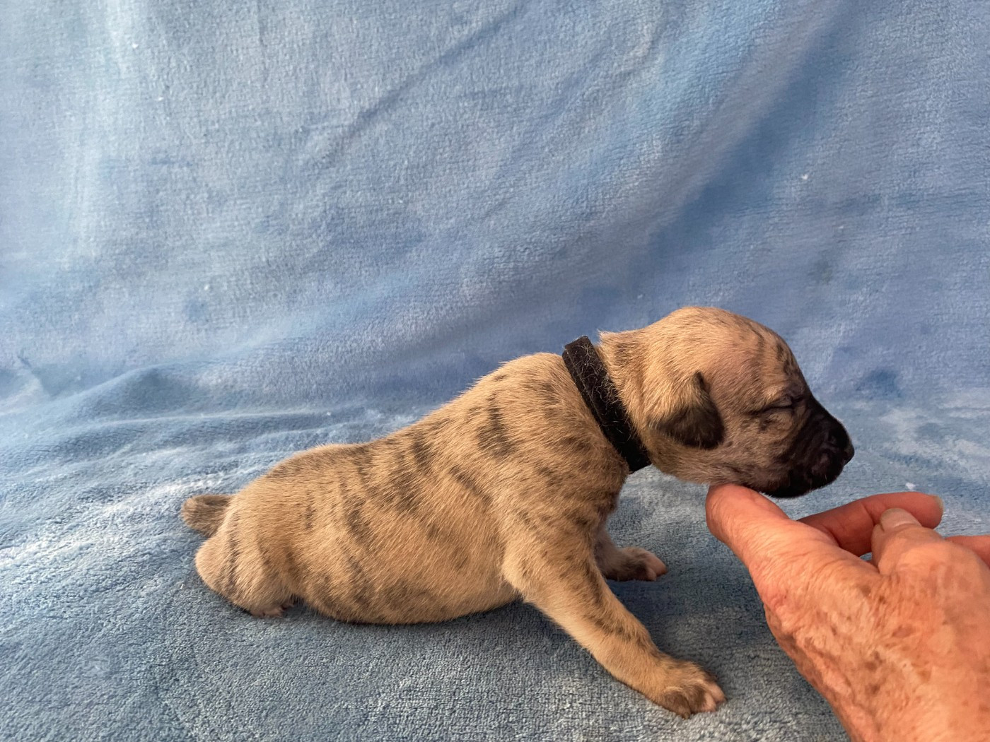 du domaine des Chojnacki - Chiots disponibles - Whippet