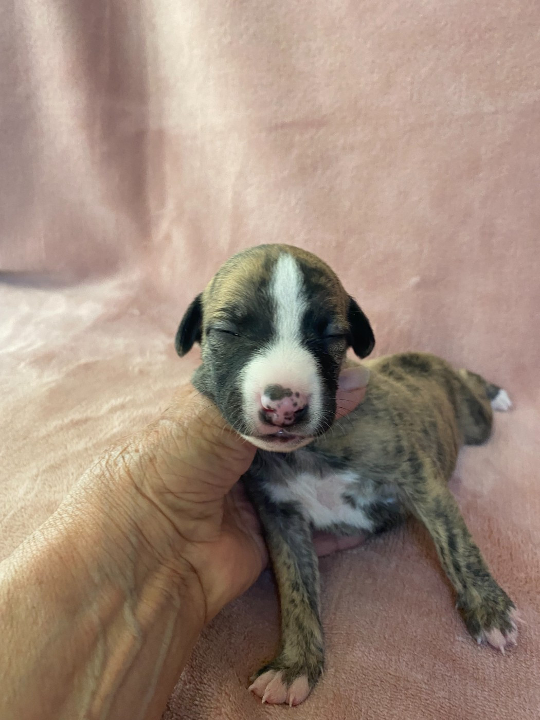 du domaine des Chojnacki - Chiots disponibles - Whippet