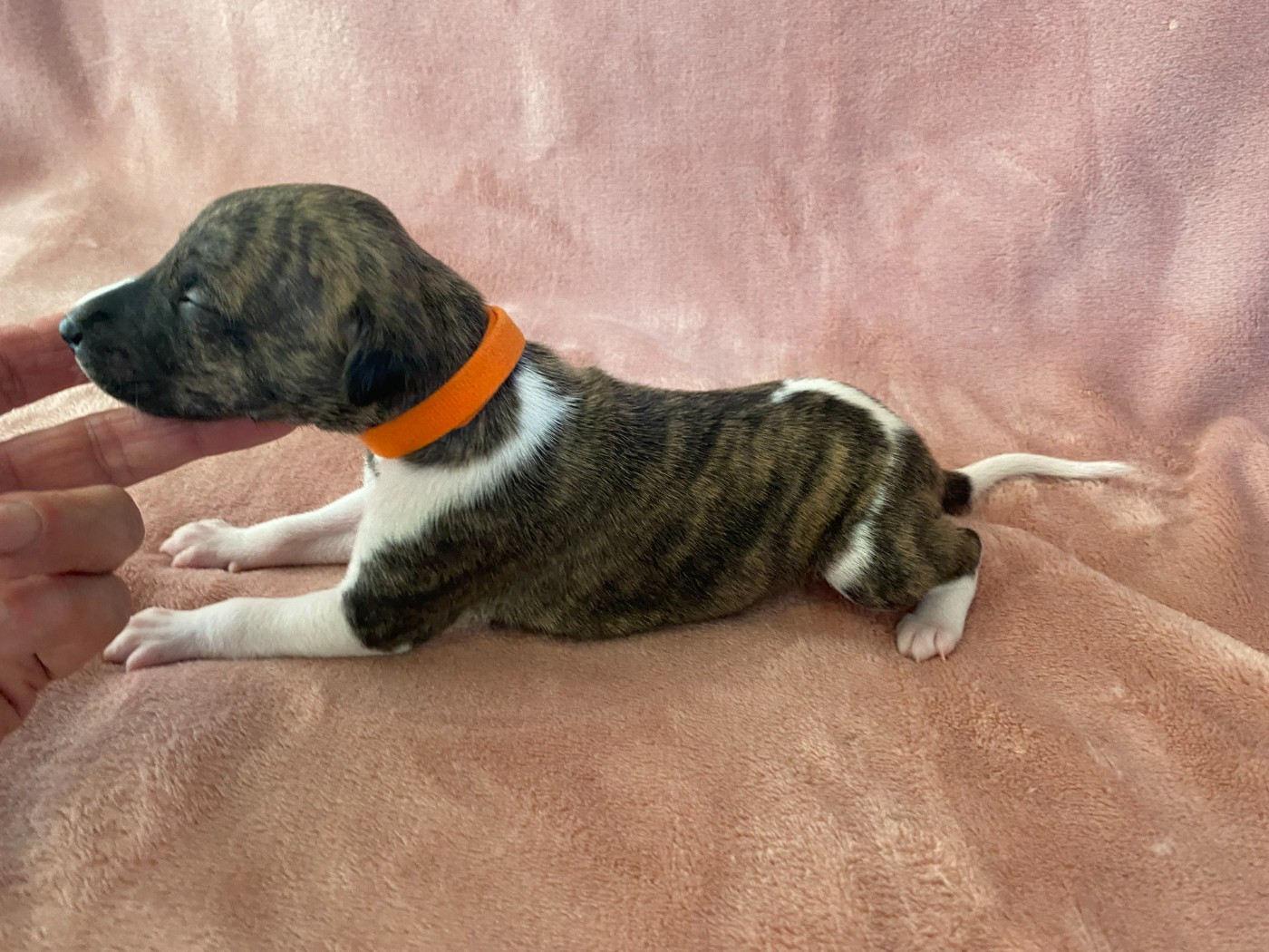 du domaine des Chojnacki - Chiots disponibles - Whippet