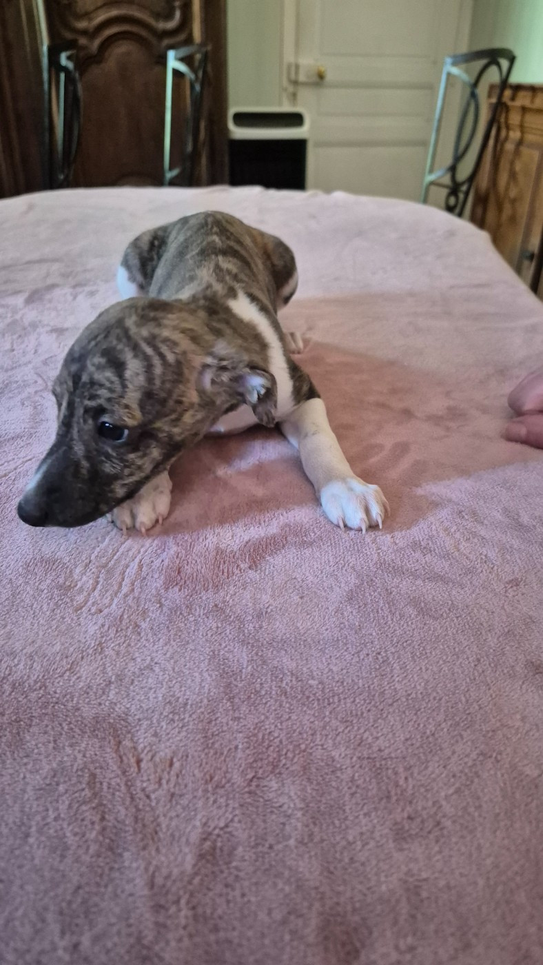 du domaine des Chojnacki - Chiots disponibles - Whippet