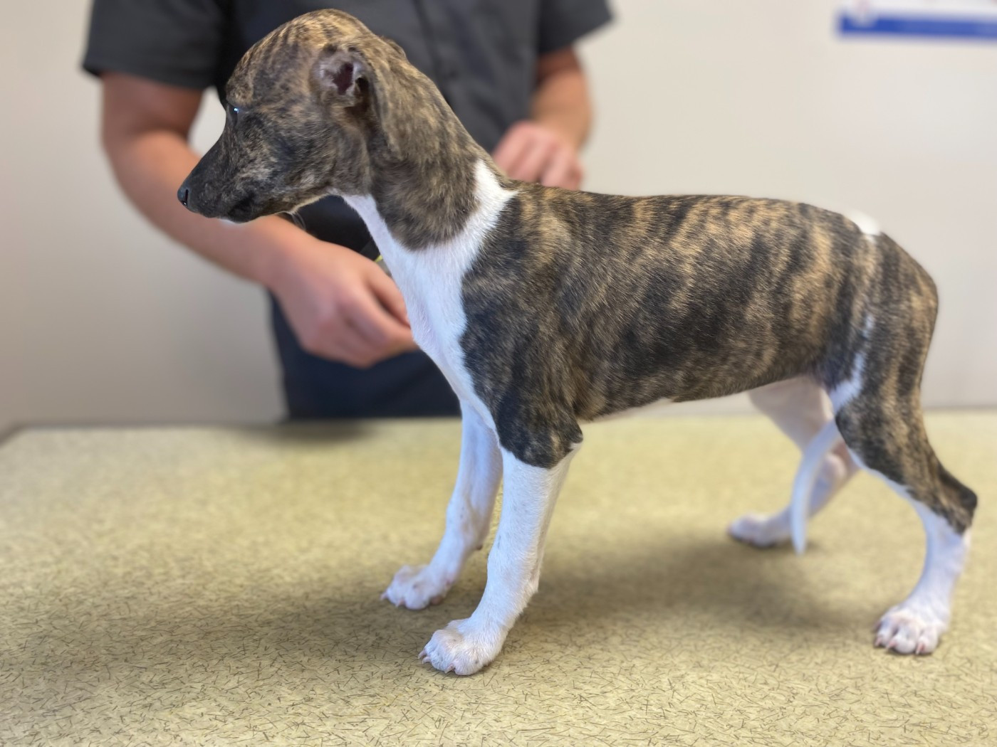du domaine des Chojnacki - Chiots disponibles - Whippet
