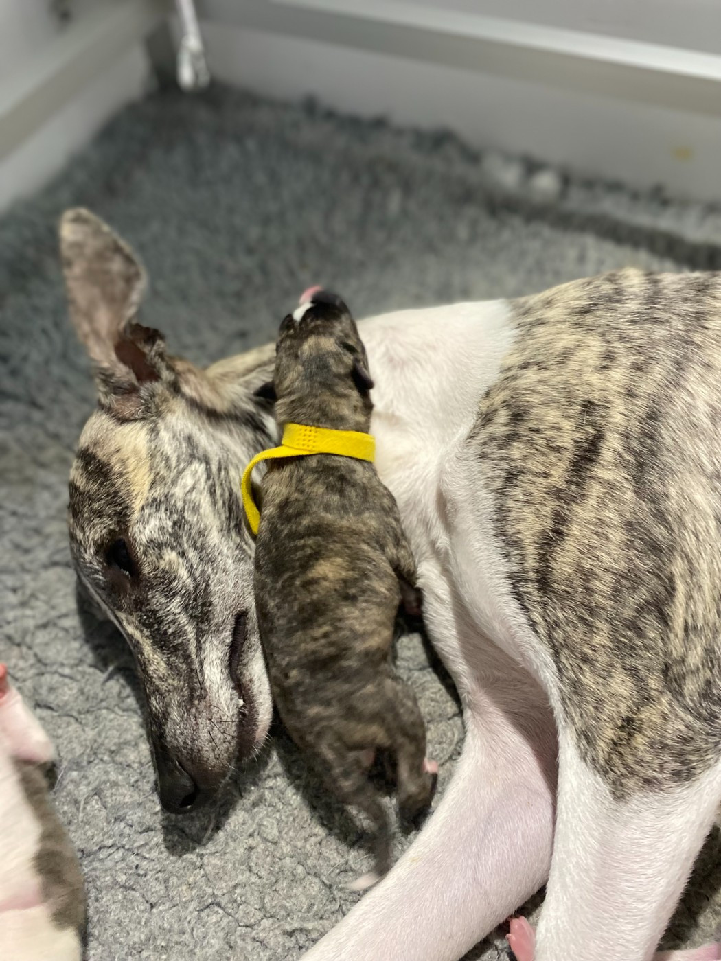 du domaine des Chojnacki - Chiots disponibles - Whippet