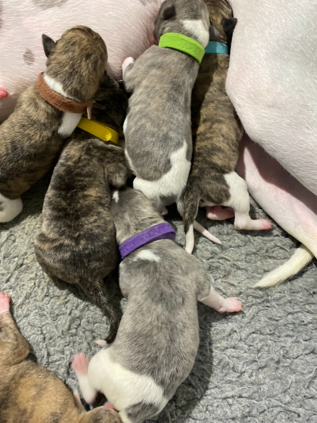 du domaine des Chojnacki - Chiots disponibles - Whippet