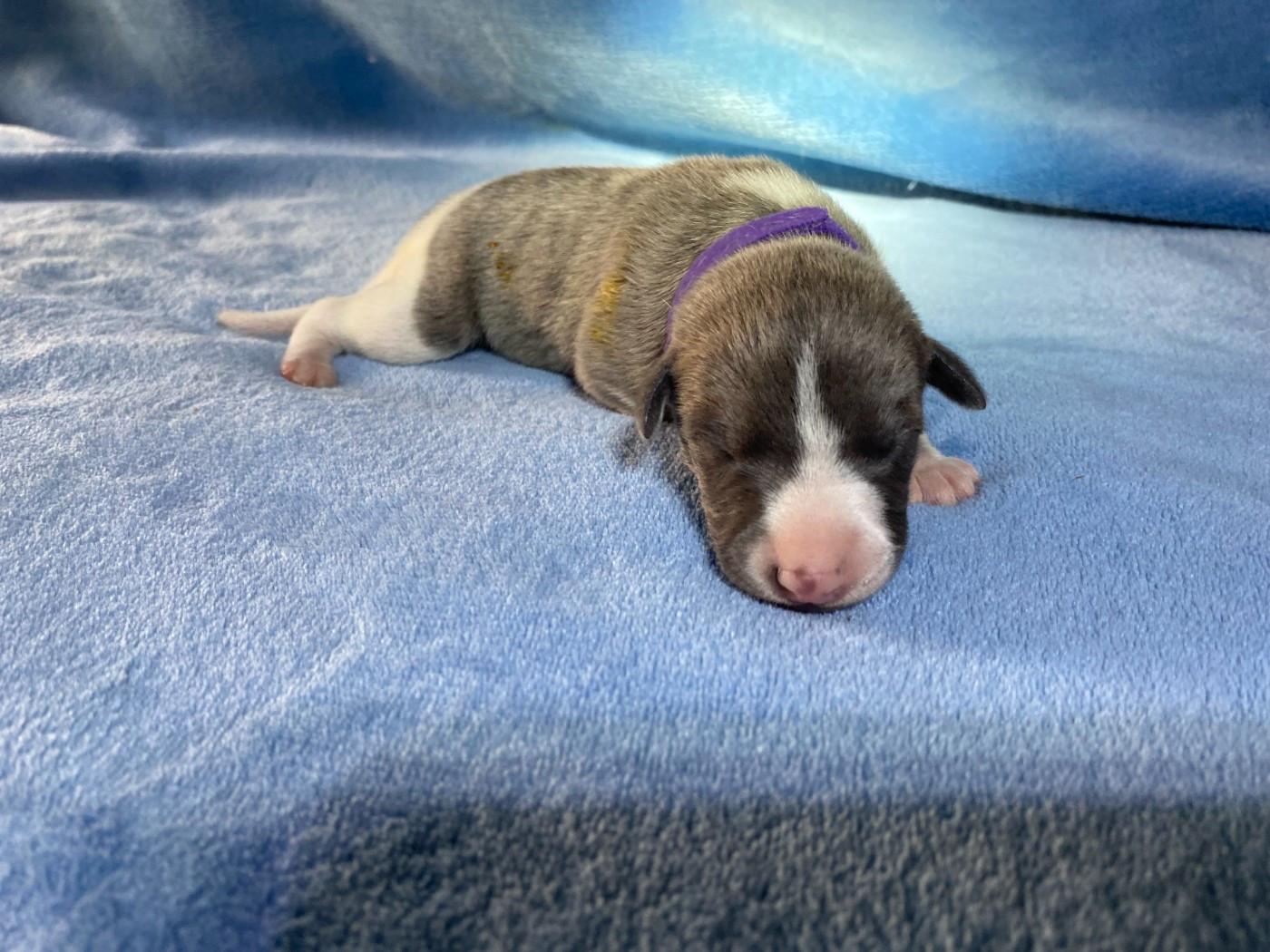 du domaine des Chojnacki - Chiots disponibles - Whippet