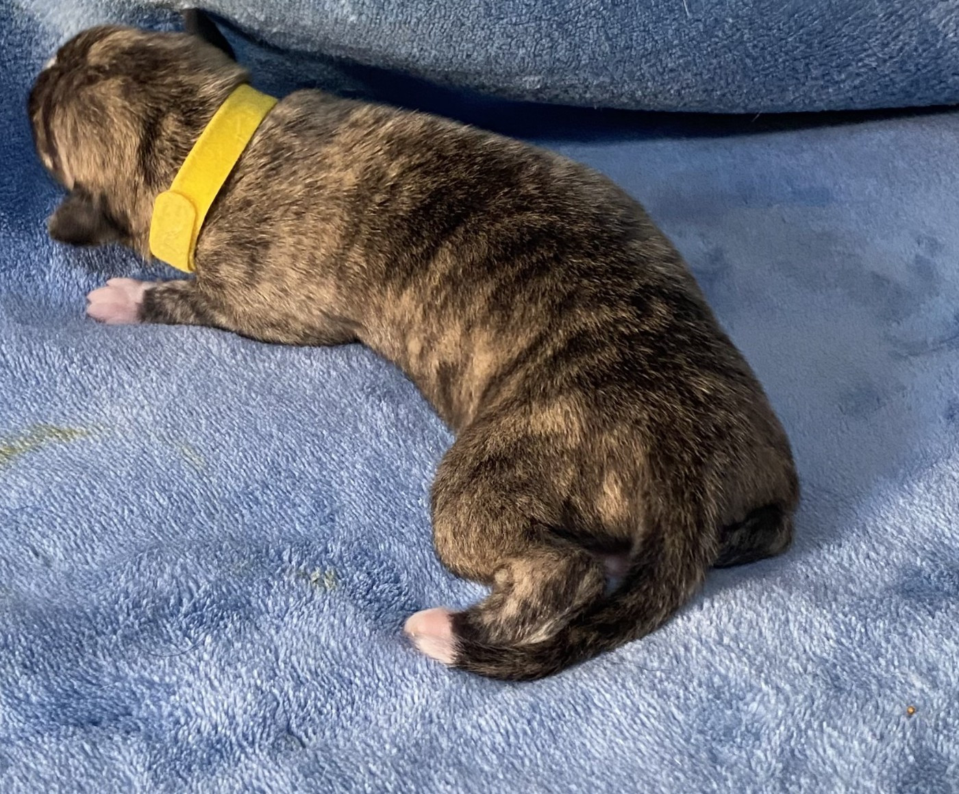 du domaine des Chojnacki - Chiots disponibles - Whippet