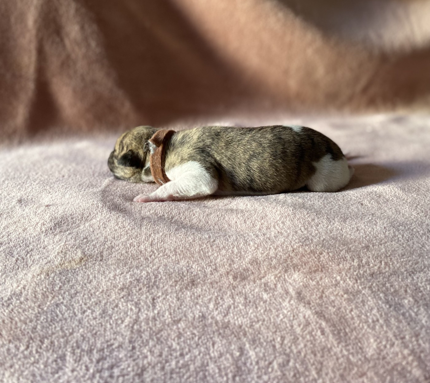 du domaine des Chojnacki - Chiots disponibles - Whippet