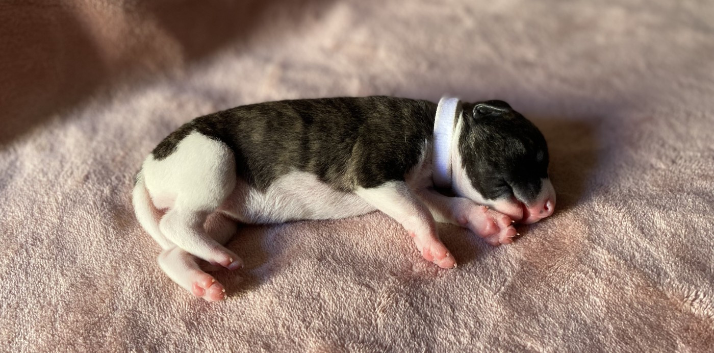 du domaine des Chojnacki - Chiots disponibles - Whippet