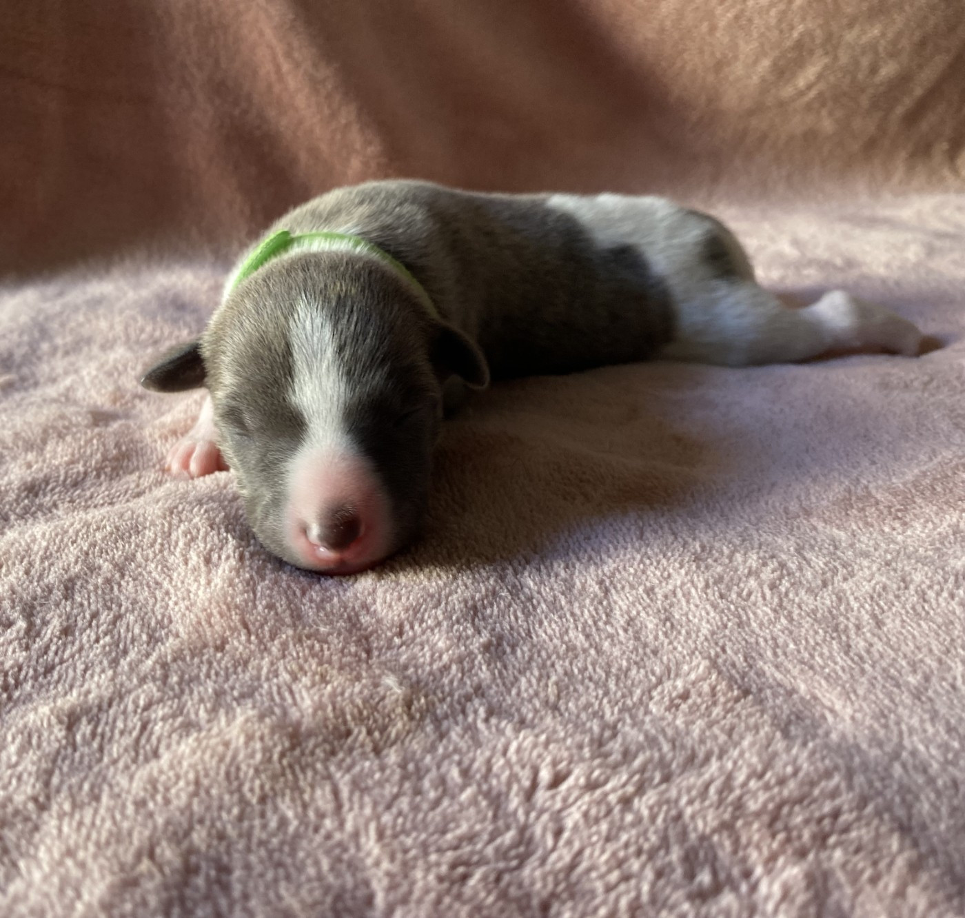 du domaine des Chojnacki - Chiots disponibles - Whippet
