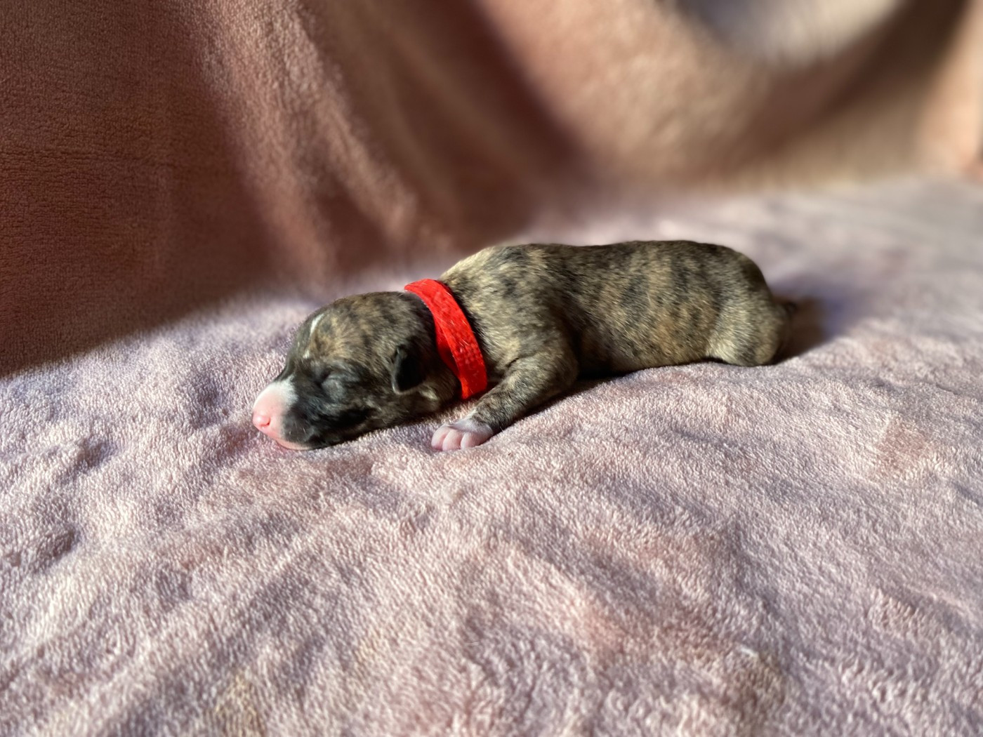 du domaine des Chojnacki - Chiots disponibles - Whippet