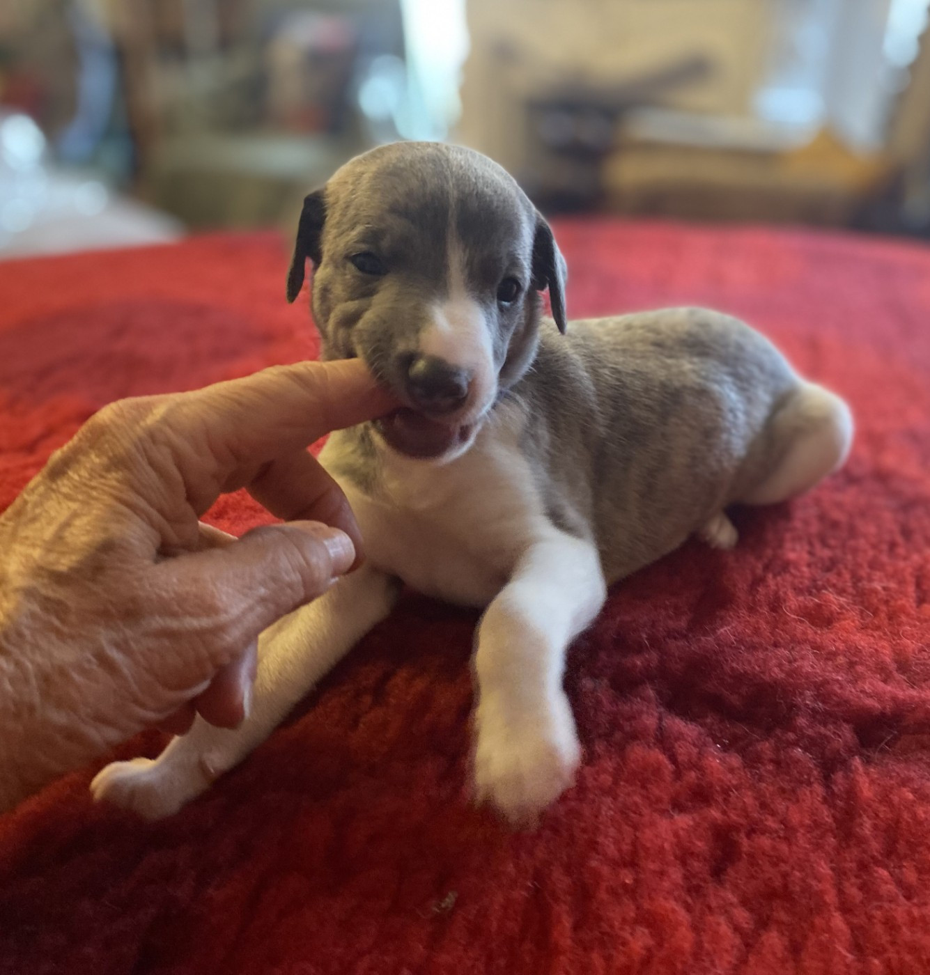 du domaine des Chojnacki - Chiots disponibles - Whippet