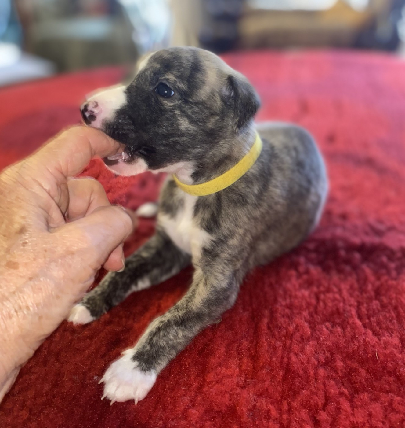 du domaine des Chojnacki - Chiots disponibles - Whippet