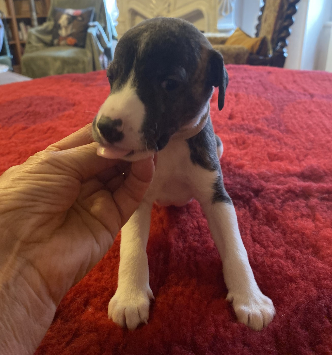 du domaine des Chojnacki - Chiots disponibles - Whippet