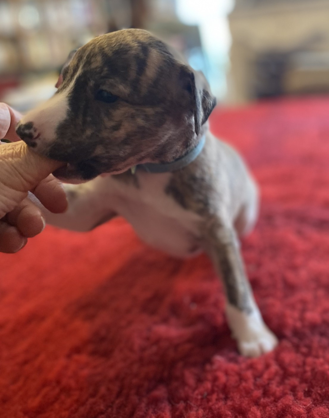 du domaine des Chojnacki - Chiots disponibles - Whippet