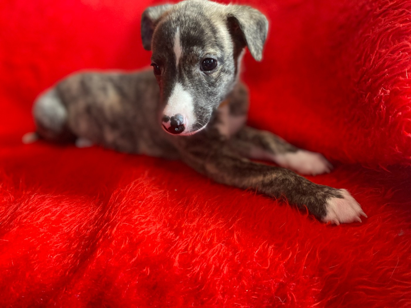 du domaine des Chojnacki - Chiots disponibles - Whippet