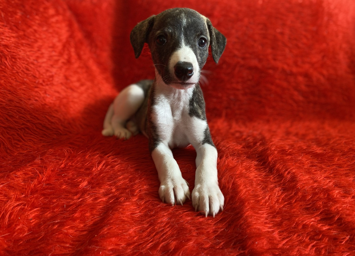 du domaine des Chojnacki - Chiots disponibles - Whippet