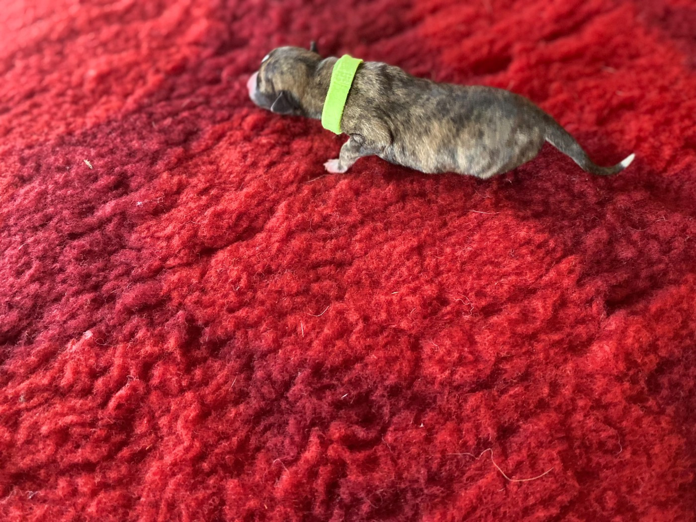 du domaine des Chojnacki - Chiots disponibles - Whippet