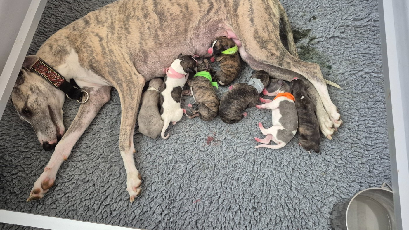 Chiot Whippet du domaine des Chojnacki