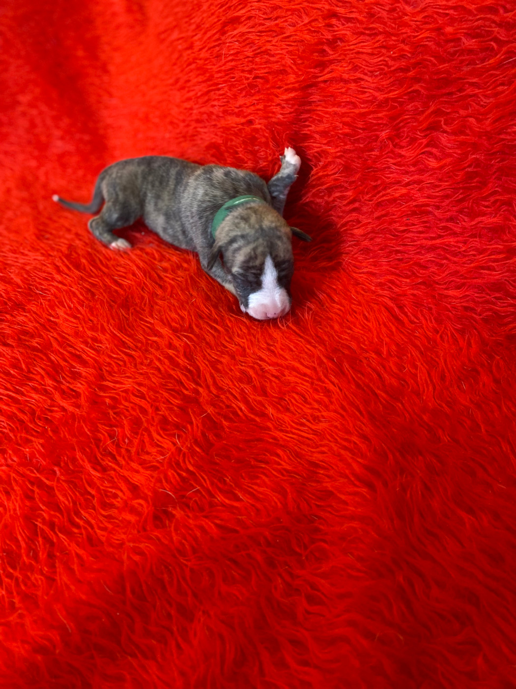 du domaine des Chojnacki - Chiots disponibles - Whippet